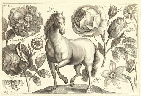 Etching by Wenceslas Hollar (1607-1677)  From the Swallowtail Garden Seeds collection of botanical photographs, illustrations, and paintings.  We hope you will enjoy these images as much as we do.  #Wenceslas Hollar, #Hollar, #17th century, #etching Horse Flowers, Antique Horse, Horse Illustration, Antique Images, Antique Illustration, Instant Art, Vintage Horse, Horse Print, Floral Botanical