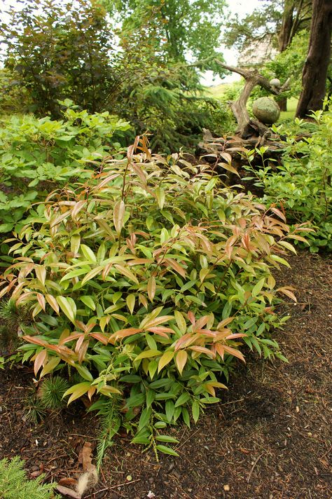 Photo #22411 | Leucothoe fontanesiana Scarletta™ | plant lust Leucothoe Fontanesiana, Spring White Flowers, Deer Resistant Shrubs, Broadleaf Evergreen, Plant Encyclopedia, Backyard Plants, Planting Shrubs, Zone 5, Tall Flowers