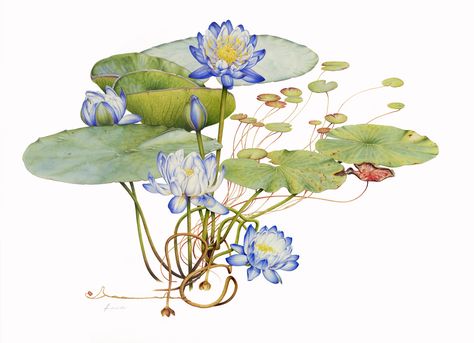 Heidi Willis: Water Lilies. Watercolour 76×55 cm / 22x30inch Finalist FON Natural History Award, New York State Museum, USA Original... Heidi Willis, Water Lily Drawing, Blue Water Lily, Lotus Artwork, Water Lily Tattoos, Contemporary Botanical Art, Lilies Drawing, Lotus Painting, Blue Lotus Flower