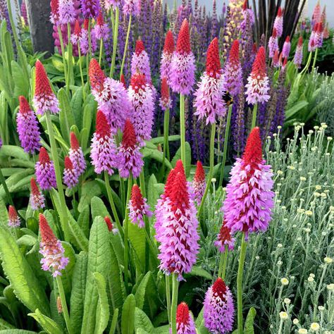 Red Hot Poker Plant, Primula Vialii, Red Perennials, Red Hot Poker, Flower Bed Borders, Bog Garden, Flower Spike, My Secret Garden, Gardens Flowers