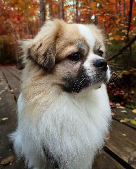 14 Things You Might Not Know About Tibetan Spaniel Dogs | PetPress Tibetan Spaniel Puppy, Dog Marketing, Every Dog Breed, Spaniel Breeds, Tibetan Spaniel, Spaniel Puppies, Spaniel Dog, Small Dog Breeds, Dog Pictures