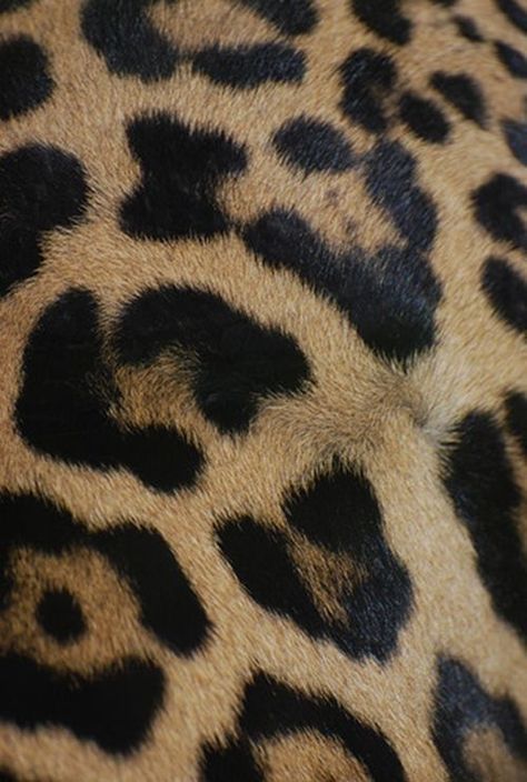 Fur Texture, Animal Print Pattern, Animal Print Fashion, Animal Skin, Leopards, Patterns In Nature, An Animal, Color Textures, The Skin