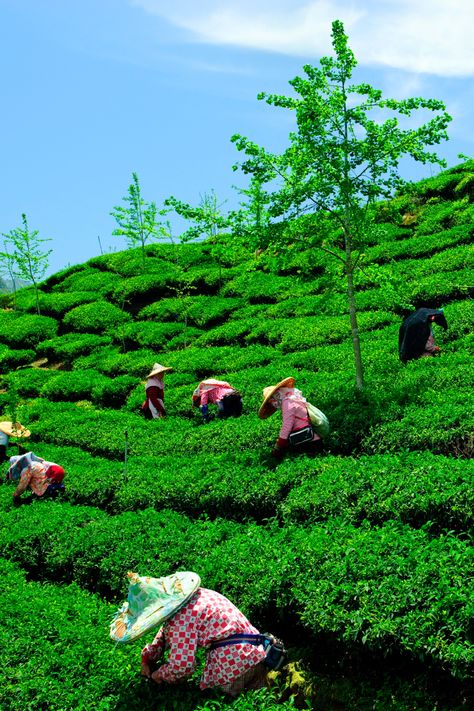 #AssamTea #TeaCulture #IndiaTravel #DarjeelingEstate #FlavorfulTea #TeaJourney #HeritageAndCulture #ScenicViews #TeaExperience Darjeeling Tea Garden, Assam Tea Garden, Assam Culture, Tea Story, Tea Gardens, Darjeeling Tea, Mussoorie, Tea Culture, City Pictures