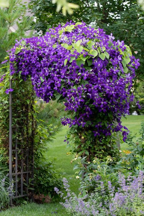 How To Get Clematis To Bloom Again & Again - All Summer Long! Messy Flowers, Clematis Trellis, Cottage Patio, Garden Improvement, Clematis Plants, Country Flowers, Country Garden Decor, Clematis Vine, Garden Arbor