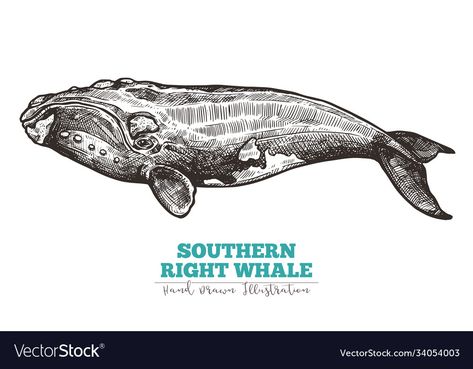 Whale Shark Art, Southern Right Whale, Whale Vector, Whale Sketch, Right Whale, Whale Drawing, Shark Art, Engraving Illustration, Hand Drawn Vector