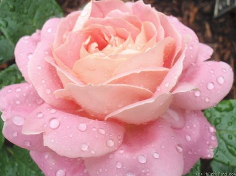 'Amazing Grace ' Rose Photo Grace Rose, Rose Photo, Rose Photos, Amazing Grace, Backyard Ideas, The Rose, Pretty Flowers, Peonies, Garden Ideas