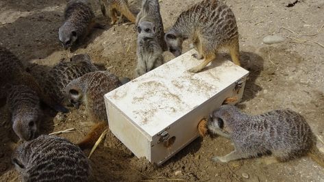 Meerkat Brush Box Enrichment Zoo Enrichment, Rhesus Macaque, Enrichment Projects, Animal Enrichment, Zoo Ideas, Maned Wolf, Animals Food, Pet Ideas, Pet Wellness