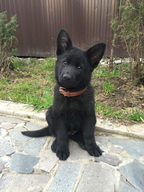 Black Gsd Puppy, Black German Shepherd Puppies, Black Shepherd, Black German Shepherd Dog, Gsd Puppy, Black German Shepherd, West Highland Terrier, Cute Dogs And Puppies, Shepherd Puppies