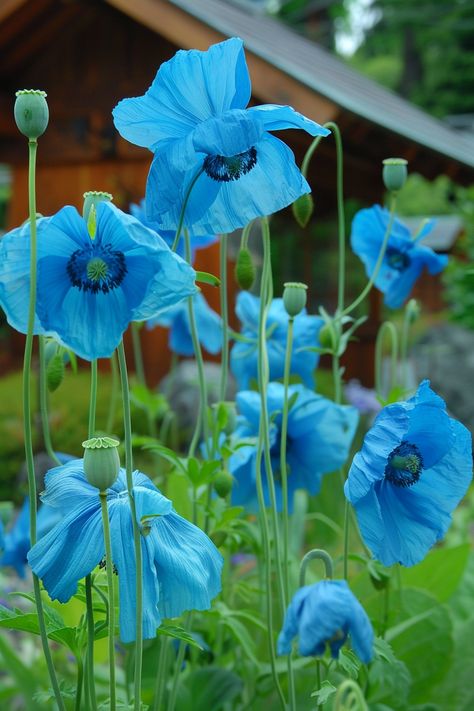 The Himalayan Blue Poppy boasts brilliant blue petals that create a captivating and serene garden atmosphere. This rare poppy is known for its vibrant hue and delicate appearance.  Light: Partial shade. Water: Keep soil consistently moist, but ensure good drainage. Soil: Moist, humus-rich, well-draining soil. Temperature: 50-60°F (10-15°C). Humidity: High. Fertilizer: Balanced fertilizer, monthly during the growth period.A prized plant for shaded gardens, it adds an exotic flair and cool vibe to garden spaces.  A prized plant for shaded gardens, it adds an exotic flair and cool vibe to garden spaces. Blue Himalayan Poppy, Himalayan Blue Poppy Flower, Poppy Growing, Blue Poppy Flower, Himalayan Blue Poppy, Nails Flower, Serene Garden, Wallpaper Flower, Flower Nail Designs