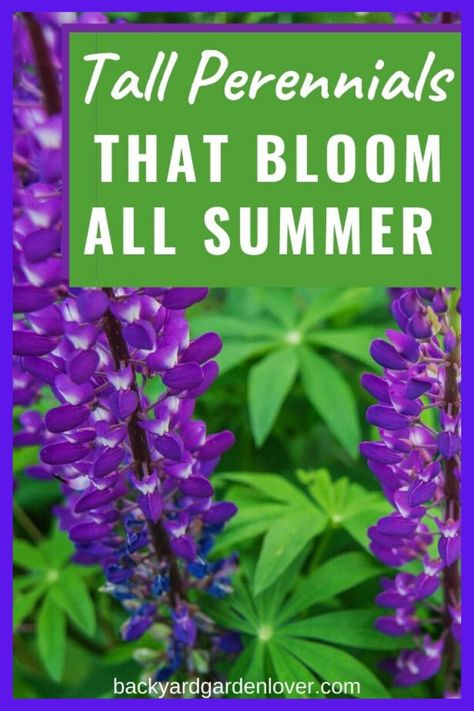 Tall Perennial Flowers, Tall Perennials, Summer Blooming Flowers, Long Blooming Perennials, Full Sun Perennials, Perennial Flowers, Best Perennials, Sun Perennials, Shade Perennials