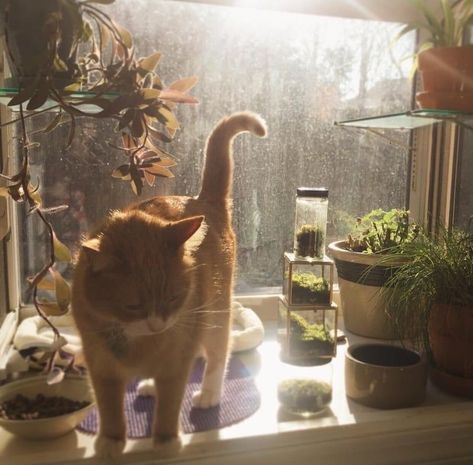 Window Sill, Orange, Plants, White