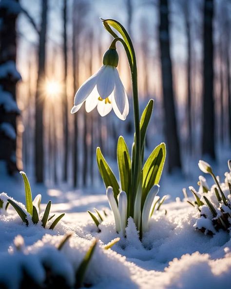 Stunning #snowdrops in a #snow #flowers @NightCafeStudio #stablediffusion #digitalart #aiart #ai #photoshop Snowdrops In Vase, Flower In The Snow, Snowdrop Flower Wallpaper, Snowdrop Flower Aesthetic, Nature Reference Photos, Winter Flowers Aesthetic, Snowdrop Photography, Snowdrops Flower, Snow Drop Flower