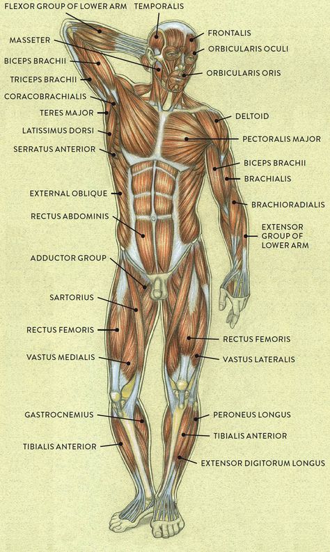 Upper Body Anatomy Drawing, Upper Body Muscles Anatomy, Upper Body Anatomy, Body Anatomy Drawing, Body Muscle Anatomy, Human Body Muscles, Upper Body Muscles, Muscles Anatomy, Human Muscle Anatomy