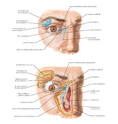 Lacrimal Apparatus Anatomy Orbital part of lacrimal gland, Palpebral part of lacrimal gland, Middle nasal concha, Inferior nasal concha (cut), Orbital part of lacrimal gland, Excretory ducts of lacrimal gland, Palpebral part of lacrimal gland, Plica semilunaris and lacrimal lake, Excretory ducts of lacrimal gland, Opening of nasolacrimal duct, Superior lacrimal papilla and punctum, Lacrimal canaliculi, Lacrimal sac, Nasolacrimal duct, Plica semilunaris, Lacrimal caruncle, Frontal bone (cut away Orbit Anatomy, Frontal Bone, Facial Anatomy, Nasal Cavity, Social Behavior, Medical Knowledge, Eye Health, Sociology, Head And Neck