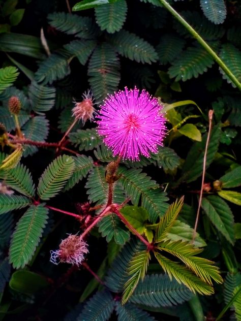 Mimosa Sensitive Plant, Mimosa Plant, Mimosa Flowers, Mimosa Flower, Sensitive Plant, Aesthetic 2024, Australian Plants, Batik Art, Pansies Flowers