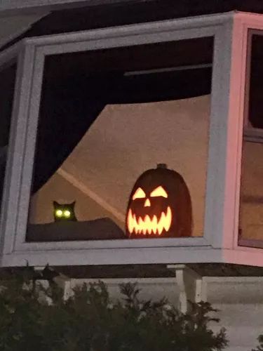 20 Black Cats Who Think Every Day is Halloween | Cuteness Halloween In Summer, Halloween Nostalgia, Halloween Summer, Summer Halloween, Halloween Breakfast, Fall Cats, Cozy Halloween, Halloween Cats, Plastic Pumpkins