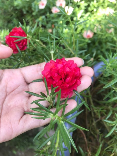 Pretty Flower Names, Portulaca Flowers, Pretty Flowers Photography, Portulaca Grandiflora, Tattoo Designs Hand, Plants And Pots, Henna Tattoo Designs Hand, Moss Rose, Rose Plant