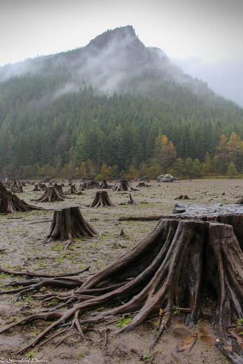 Rattlesnake Lake Washington, Pnw Trip, Summer Places, Phi Delt, 52 Week Challenge, Location Scouting, Washington Hikes, Lake Washington, Somewhere Only We Know