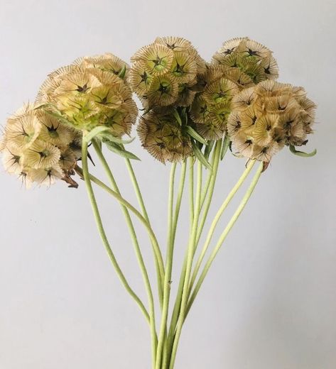 Fall Filler Flowers, Pomegranate Floral Arrangement, Starflower Scabiosa, Scabiosa Bouquet, Scabiosa Flower, Organic Flowers, Scabiosa Pods, Filler Flowers, Flower Guide