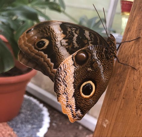 Brown Moth Aesthetic, Brown Butterfly Aesthetic, Surrane Jones, Insects Aesthetic, Brown Bugs, Brown Moth, Butterflies Wallpaper, Aesthetic Brown, Rainbow Aesthetic