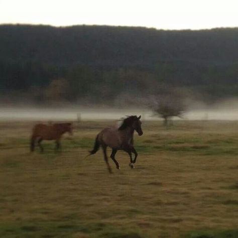 Horse Running, Horses Running, Cowboy Aesthetic, Horse Aesthetic, Cute Horses, Horse Life, Pretty Horses, Horse Love, Horse Girl