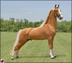 Tennessee Walker Horse, Horse Walker, Tennessee Walker, Palomino Horses, American Saddlebred Horses, Horse Herd, Tennessee Walking Horse, American Saddlebred, Palomino Horse