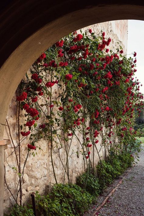 Red Climbing Roses, Feminine Tomboy, Ann Street Studio, Cottage Garden Design, Victorian Garden, Spanish Style Home, Growing Plants Indoors, Spanish Style Homes, Climbing Roses