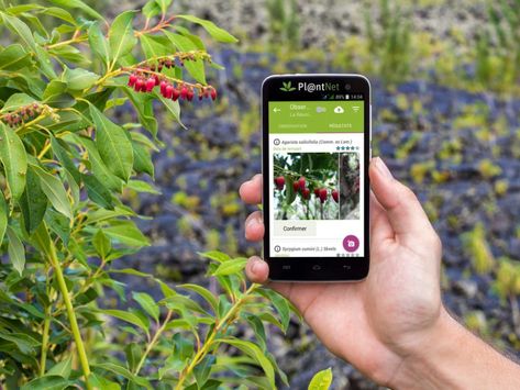 Plant Identification App, Identify Plants, Plant App, Flower App, Plant Window, Flower Identification, Identify Plant, Australian Plants, Plant Hacks