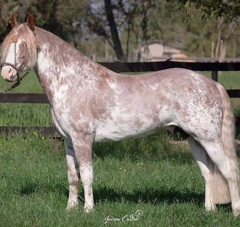 Sabino Horse, Rare Horse Colors, Unusual Horse, Coat Ideas, Funny Horse Videos, Horse Markings, Horse Coat Colors, Horse Riding Quotes, Rare Horses