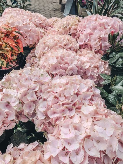 Light Pink Hydrangea, Pink Hydrangea Wedding, Blush Hydrangea, Hydrangea Pink, Pink Hydrangeas, Hydrangeas Wedding, Coastal Granddaughter, Hydrangea Flowers, Pink Hydrangea