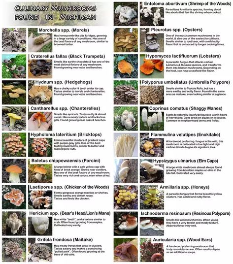 Foraging In Michigan, Edible Mushrooms Identification, Foraging Michigan, Michigan Foraging, Mushroom Identification Chart, Michigan Mushrooms, Edible Mushrooms Chart, Foraging Plants, Edible Wild Mushrooms