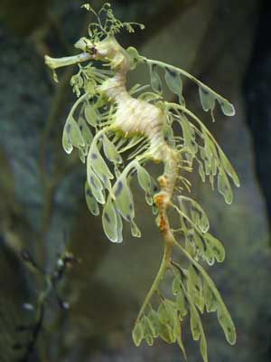 Seahorse Facts, Weedy Sea Dragon, Leafy Sea Dragon, Fauna Marina, Deep Sea Creatures, Beautiful Sea Creatures, Water Animals, Marine Aquarium, Marine Fish