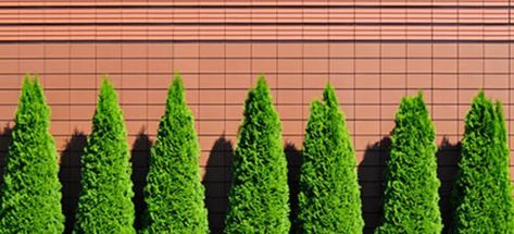 Arbor Vitae, Arborvitae Tree, Privacy Plants, Making Plant Pots, Marble Home, Hobby Farm, Evergreen Trees, Yard Work, Hobby Farms