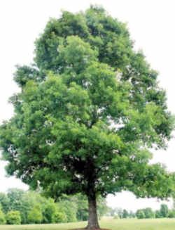 Illinois State Native Tree: White Oak Quercus Alba, White Oak Tree, Alder Tree, Tree Seedlings, Hgtv Garden, Oak Trees, Stone Walls, Bird Food, Colors Orange