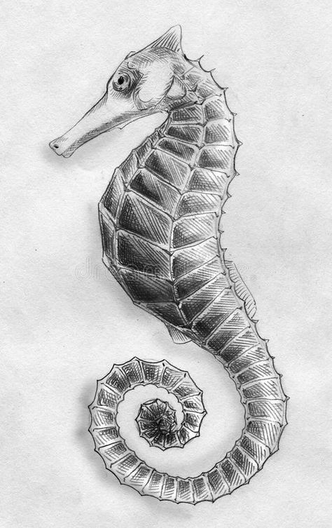 Download Sea horse pencil sketch stock illustration. Image of animal - 27116582 Fish Sketches, Fish Sketch, Sea Drawing, Natural Form Art, Seahorse Art, Life Sketch, Drawings Of Animals, Pencil Drawings Of Animals, Horse Sketch