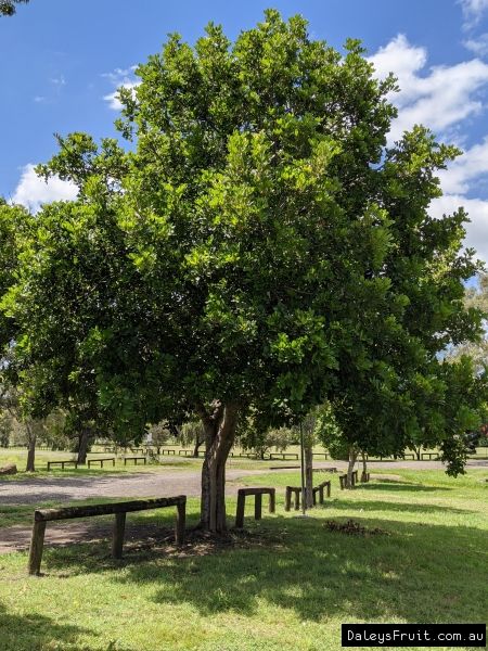 Tuckeroo Tree, Beach Gardens, Native Plants, Gold Coast, Landscape Design, Trees, Google Search, Plants, Design