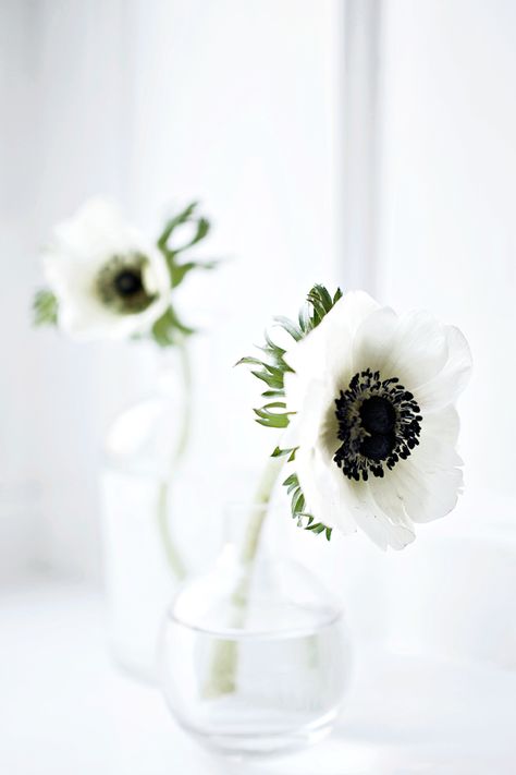 Anemone Bud Vase, Buddha Flower, Large Bouquet, Wedding Accesories, Flower Cottage, White Anemone, Flower Subscription, Anemone Flower, Flower Names