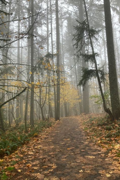 a foggy day in eugene oregon Nor Cal Aesthetic, Fall In Oregon, Fall Hippie Aesthetic, Oregon Fall, Eugene Oregon Aesthetic, Oregon Aesthetic, Oregon Winter, Oregon Landscape, Dark Naturalism