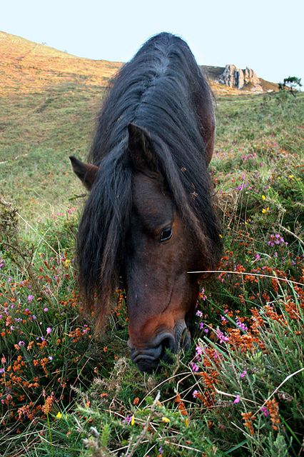 Asturcón / Asturian horse by Diego J. Álvarez, via Flickr Asturian, Blue Roan, Northern Spain, Horse World, Wolf Girl, Dressage, Ponies, So Pretty, Spain