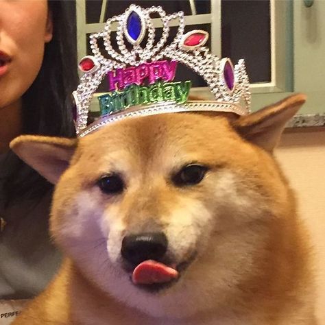 Shiba Dog, Cat Icon, Birthday Meme, Birthday Pictures, Funny Animal Memes, Funny Reaction Pictures, Love Memes, Funny Animal Pictures, Instagram Quotes