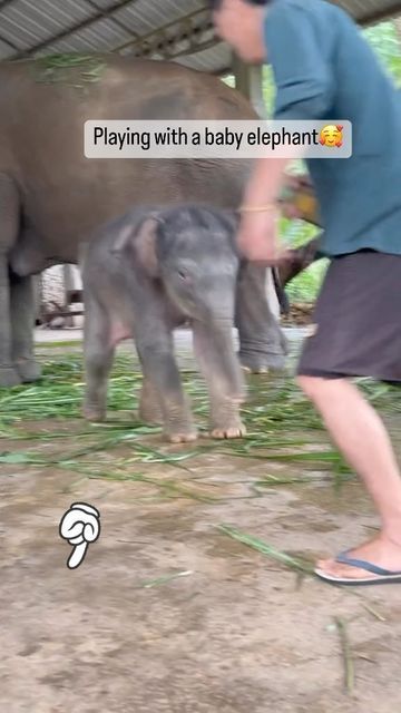 Baby Elephants Playing, Elephant World, Wild Life, Baby Elephant, Baby Animals, Elephant, Dogs, Animals