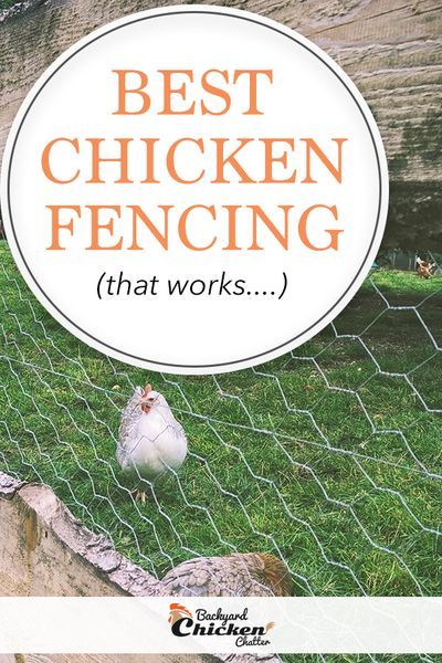 Are you looking for the best Chicken Fencing Ideas?! These fences are perfect for your backyard! #ChickenFencing #ChickenWireFence #RaisingChickensForBeginners Chicken Fencing, Coop Run, Cheap Chicken Coops, Chicken Wire Fence, Chicken Fence, Backyard Coop, Electric Fencing, Chicken Roost, Chicken Pen