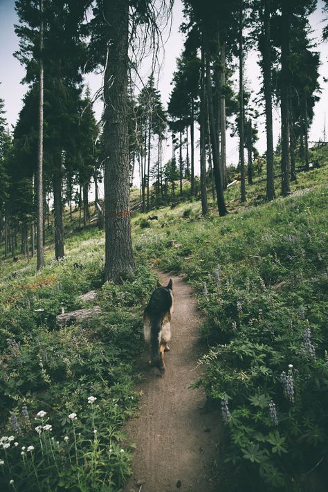 German Sheperd Dogs, Dog Adventure, Shepherd Puppies, Dog Photography, Service Dogs, German Shepherd Dogs, Shepherd Dog, Mans Best Friend, Dog Walking