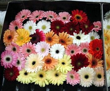 The Transvaal Daisy has a large 3-5 inches wide bloom on leafless stems. Available year round, you can get these flowers in many different colors. Transvaal Daisy, Barberton Daisy, Calyx Flowers, Daisy Crafts, Gerbera Wedding, Gerbera Jamesonii, Wilbur Smith, White Princess Dress, Motor Court