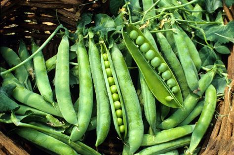 Pea ‘Green Arrow’ Shelling Pea Fresh Market, Green Arrow, Super Sweet, Non Gmo, Garden Seeds, Deep Green, Vegetable Garden, Trinidad And Tobago, Peas