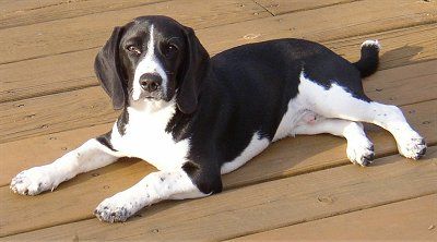 I like this beagle's colors! I have never seen a black and white one before! Black And White Beagle, Black Beagle, Beagle Colors, White Beagle, Beagle Hound, Beagle Dogs, Hound Dogs, Beagle Mix, Breed Dogs