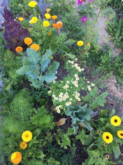 Companion Gardening, Garden Companion Planting, Potager Garden, Organic Vegetable Garden, Veg Garden, Homestead Survival, Home Vegetable Garden, Organic Gardening Tips, Food Garden