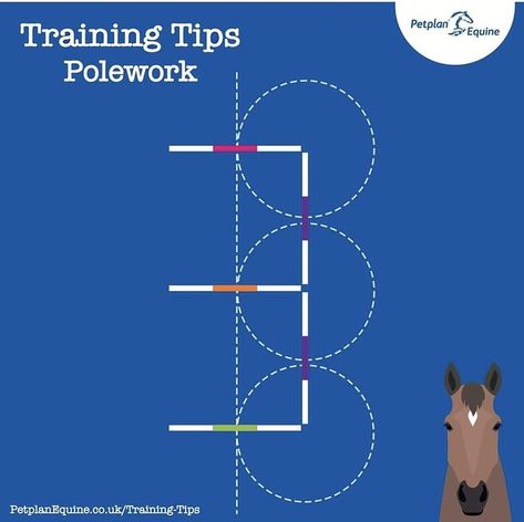 Horse Jumping Exercises, Riding Ideas, Dressage Exercises, Equine Massage, Horse Training Exercises, Horse Braiding, Ranch Riding, Horseback Riding Lessons, Horse Lessons