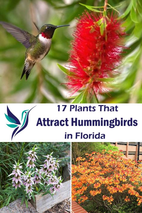 Best Plants To Grow In Florida, Flower Garden Florida, Florida Landscape Ideas Front Yards, Florida Gardening Landscaping, Florida Cottage Garden, Florida Native Plants Landscapes, Zone 9 Landscaping Florida, Florida Native Landscaping, Florida Garden Ideas