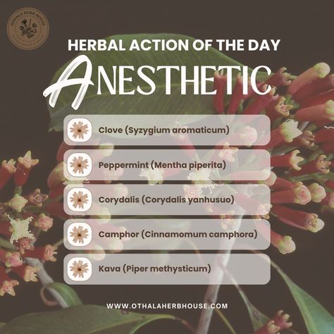 Today, we’re delving into anesthetics—herbs that numb or deaden sensation. These herbs are invaluable for providing localized pain relief, particularly in situations involving acute pain or discomfort. Anesthetic herbs contain compounds that can numb tissues and reduce pain by interfering with nerve signal transmission. These effects can be particularly useful for: 🌿 Dental Pain: Providing relief from toothaches or gum irritation. 🌿 Minor Injuries: Numbing cuts, scrapes, or burns to ease pa... Herbs For Pain Relief, Nerve Pain Remedies, Homemade Medicine, Herbal Education, Heal Thyself, Medicinal Herbs Garden, Nerve Health, Herbs Garden, Chronic Pain Relief